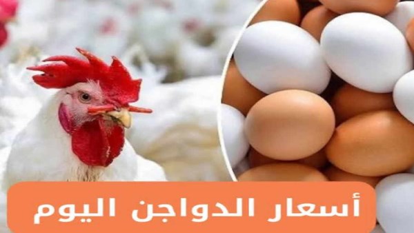 اسعار الفراخ اليوم الثلاثاء