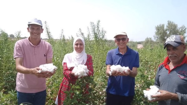 جني محصول القطن 