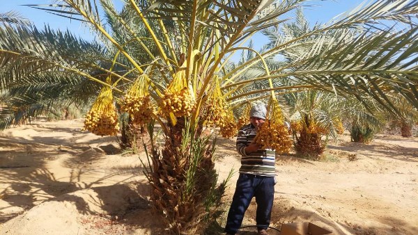موسم جني البلح البارحي بجنوب سيناء