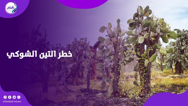 التين الشوكي