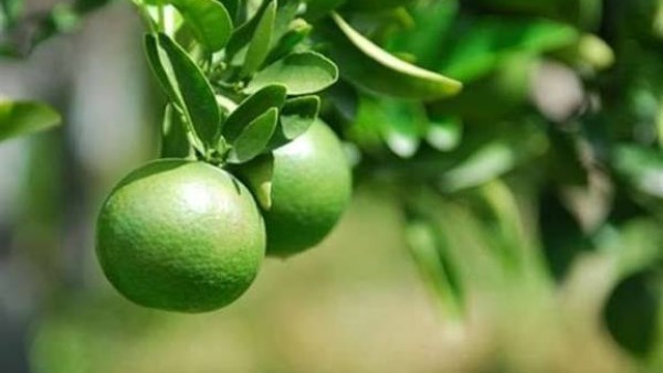نشرة المرأة والمنوعات
