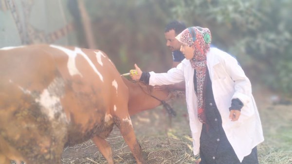 تحصين الثروة الحيوانية 