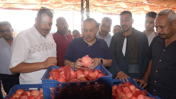محافظ أسيوط يتفقد مواقع تجهيز وتصدير "الذهب الأحمر" بقرية بويط بساحل سليم