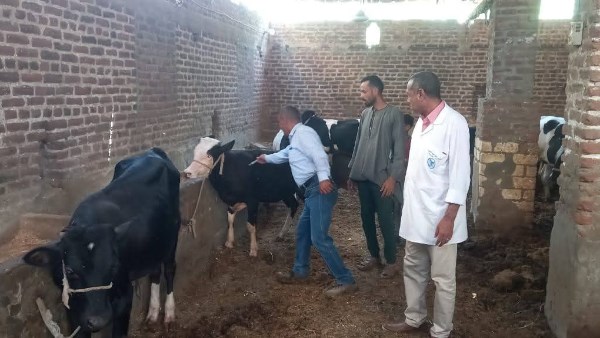 حملات تحصين الماشية ضد مرض الحمى القلاعية 