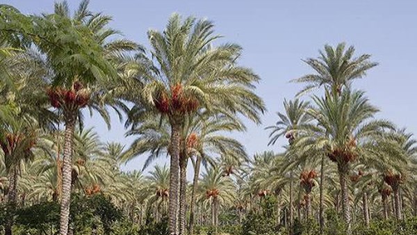 125نخلة و22 منزلًا.. زراعة الأقصر تواصل معاركها ضد سوسة النخيل والنمل الأبيض