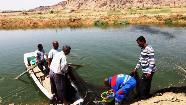 المفرخ السمكى بأسوان