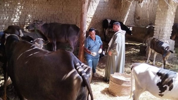 حملات بيطرية شاملة في الوادي الجديد لفحص وتحصين الثروة الحيوانية