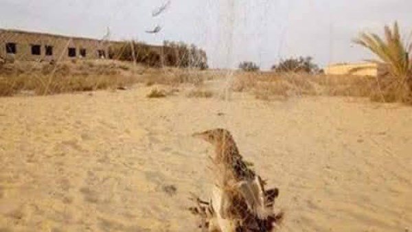 صيد السمان