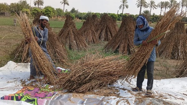 موسم حصاد السمسم بالإسماعيلية 