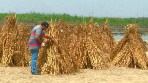4 آلاف فدان مساحة الأراضى الزراعية المنزرعة بالأرز بنطاق مدينة بورفؤاد لهذا العام