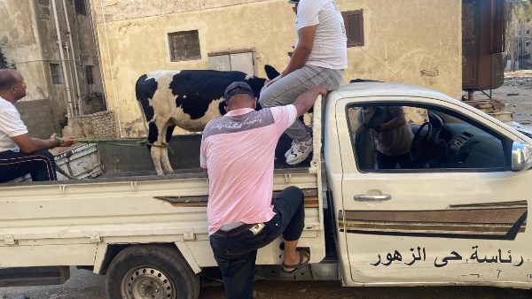 مصادرة العجول الهائمة بشوارع بورسعيد 