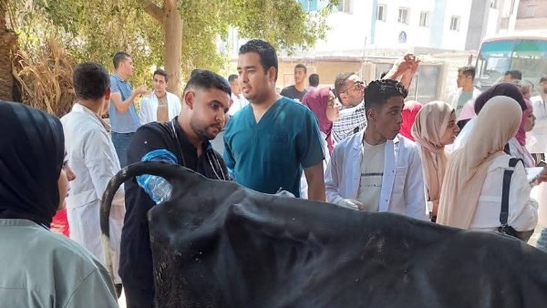 الماشية