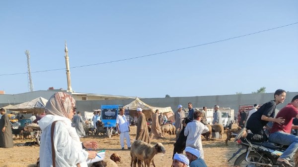 الخدمات البيطرية 