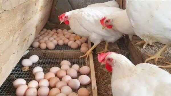 اسعار الفراخ اليوم الاثنين 