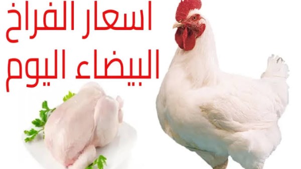 اسعار الفراخ اليوم 