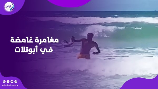 تمساح ف الشاطئ