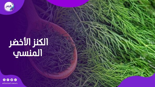 عشبه الشبت