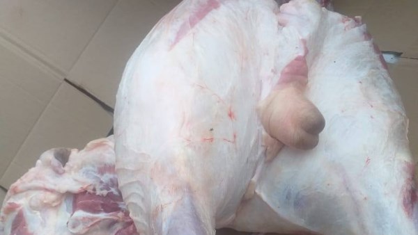 صورة موضوعية