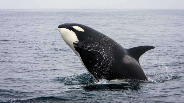 حوت