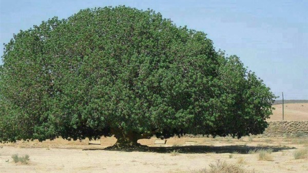 الشجرة التي استظل تحتها النبي صلى الله عليه وسلم 