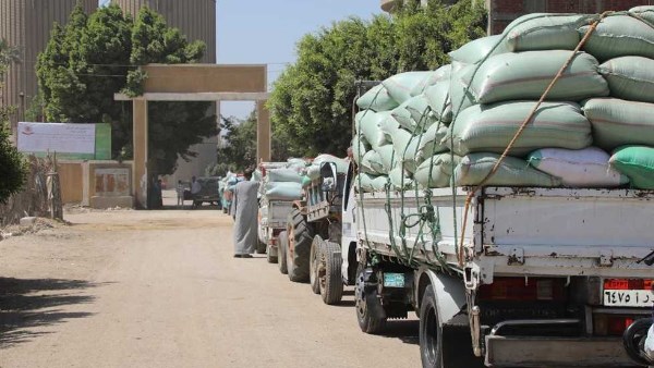 محافظ بني سويف: توريد 863 ألف طن من المحاصيل السكرية للمصانع
