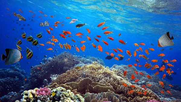 التنوع البيولوجي بالبحر الاحمر 