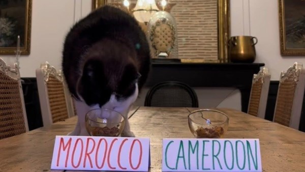 القط نيمبوس 