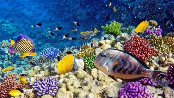 التنوع البيولوجي في أعالي البحار