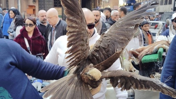 طيور في سوق ديانا بالأزبكية - وزارة البيئة
