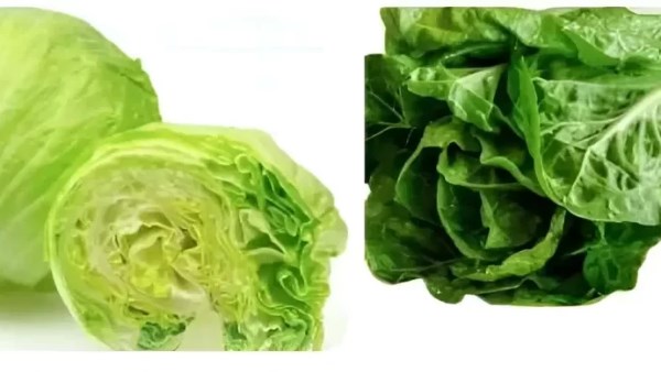 الخس والكابوتشا