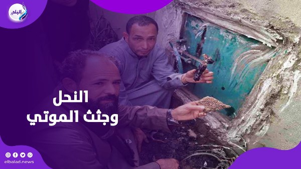 النحل وجثث الموتي