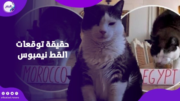 القط تيمبوس