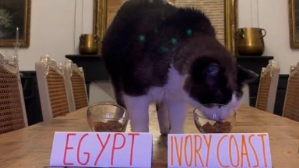 القط نيمبوس