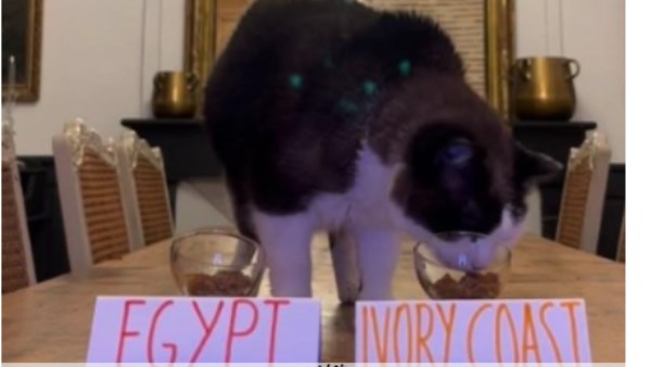  القط «نيمبوس»