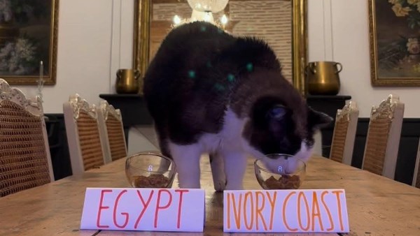 القط «نيمبوس»