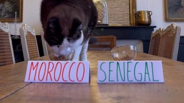 القط نيمبوس