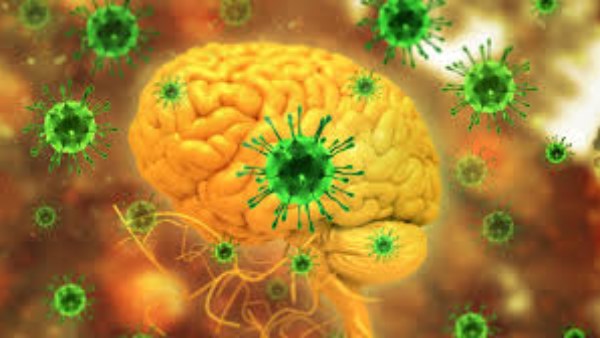 فيروس نبياه.. الاعراض و كيفية الوقايه والعلاج منه