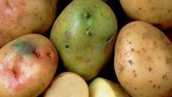 كارثة صامتة..ماذا تفعل البطاطس الخضراء بالجسم؟