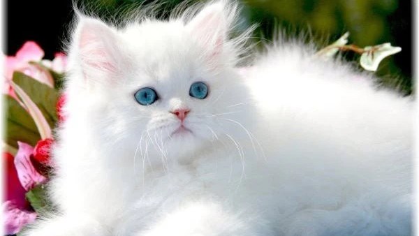 هل لمس القطة ينقض الوضوء؟ الإفتاء تجيب