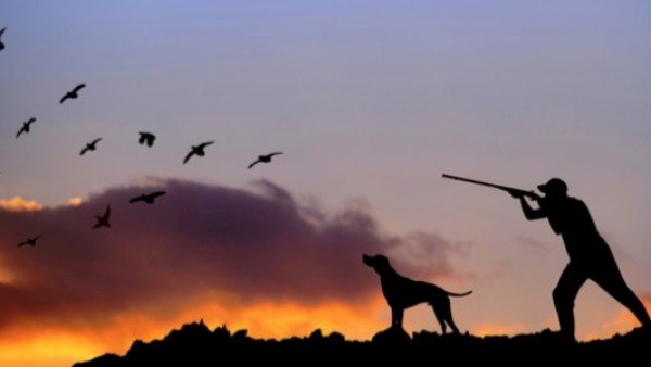 حكم الأكل من الصيد بالبندقية