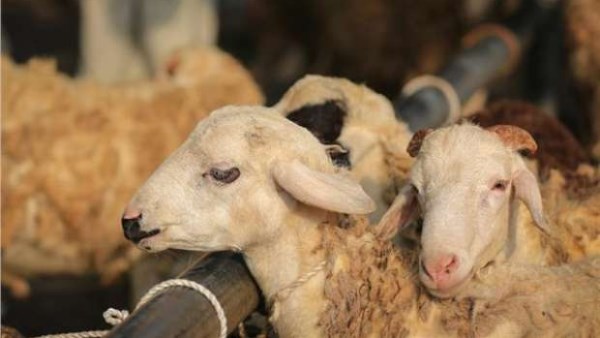 حكم صعق الحيوان قبل ذبحه