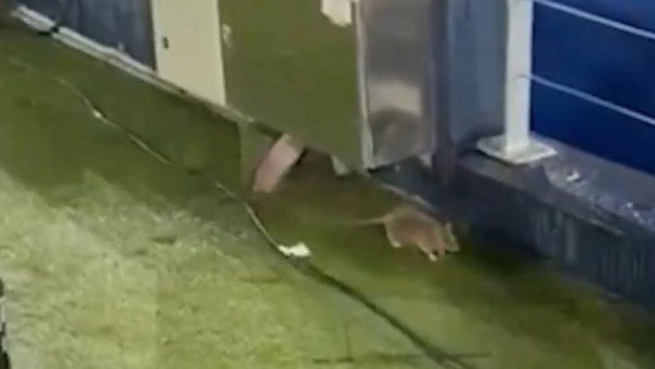 فأر في كامب نو 