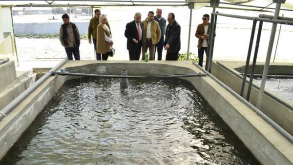 رخصة مزرعة سمكية في مصر