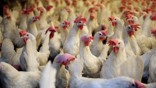 أسعار الدواجن تتراجع.. والتموين تكثف الحملات لضبط الأسواق قبل رمضان