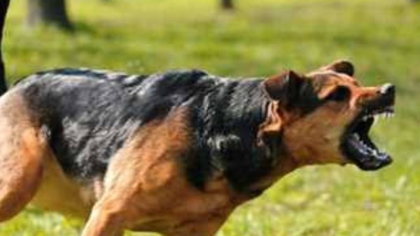 بعد عقر 4 أطفـ.ال بسوهاج.. كيف نظم القانون التعامل مع الكلاب الضالة؟ بعد عقر 4 أطفـ.ال بسوهاج.. كيف نظم القانون التعامل مع الكلاب الضالة؟