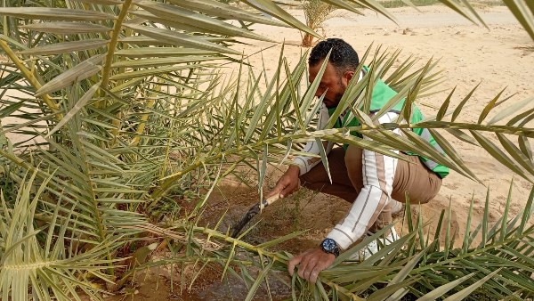 زراعة النخيل