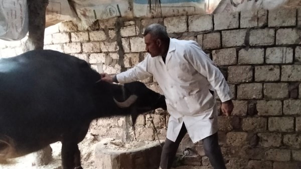 تحصين الثروة الحيوانية 