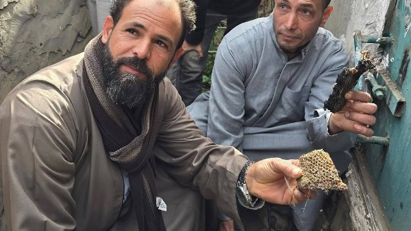 نحل داخل مقبرة في المنوفية 