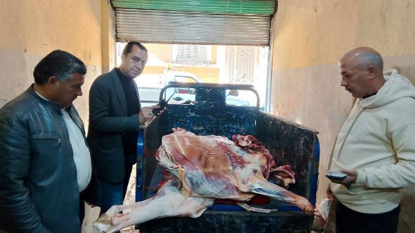 ضبط سلخانة غير مرخصة ولحوم فاسدة في المنوفية ضبط سلخانة غير مرخصة ولحوم فاسدة في المنوفية