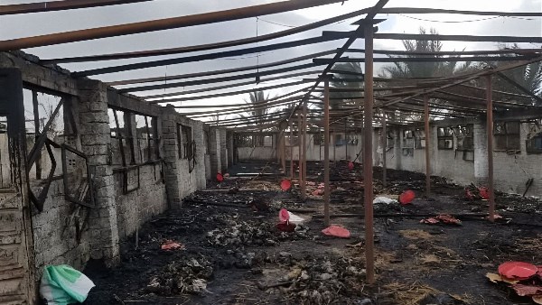 نفوق 3 آلاف كتكوت في حريق مزرعة دواجن بالمنوفية